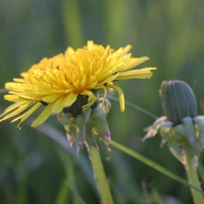 puffball, medical, Colourfull Flowers, bud, Yellow