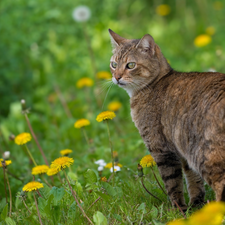 dun, Meadow, puffball, cat