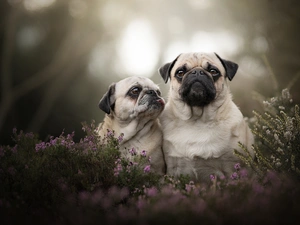 pugs, heather