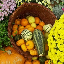 Autumn, Chrysanthemums, pumpkin, Flowers