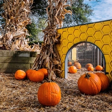 backyard, corn-cob, pumpkin, sheaves