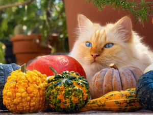 pumpkin, Reddish, cat