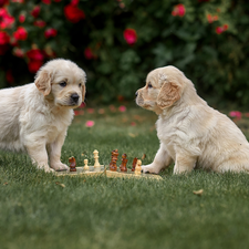 Dogs, Two cars, chess, grass, Golden Retrievery, puppies