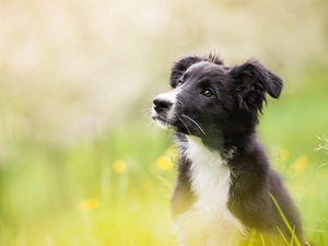 Meadow, blurry background, Puppy, Border Collie, dog