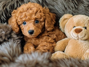 Brown, dog, Plush, Puppy, teddy bear