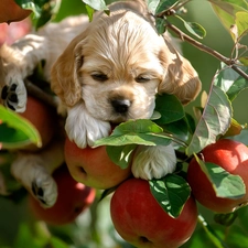 apple-tree, apples, Puppy, Twigs, dog