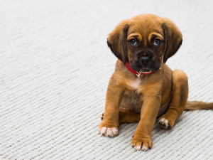 dog-collar, dog, Puppy