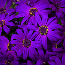 African Daisies, Flowers, purple