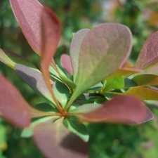 barberry, Leaf, Purple, Bush