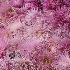 Chrysanthemums, purple