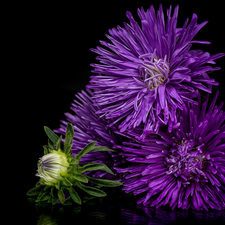 Flowers, purple, Dark Background, Astra