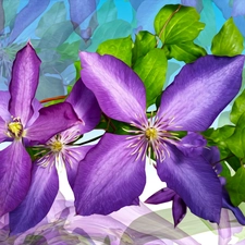 Flowers, Clematis, graphics, purple