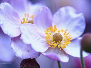 Flowers, Anemone Hupehensis, purple