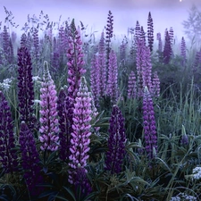 Flowers, lupins, Meadow, purple