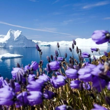 purple, Flowers, ice, sea, Mountains