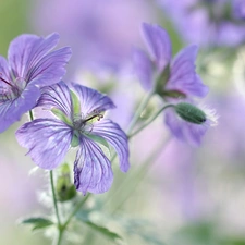 Flowers, Geranium Magnificum, purple