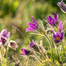 purple, Flowers, pasque