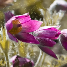 Three, Flowers, pasque, purple