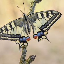 branch, butterfly, Oct Queen