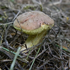 rabbit, young, bolete