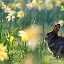 Daffodils, Rabbit