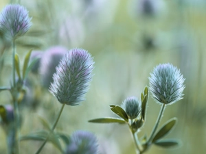 Rabbitfoot Clover, Flowers
