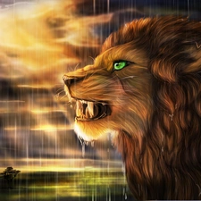 Rain, Art, west, sun, Lion