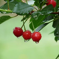 cherries, drops, rain, twig
