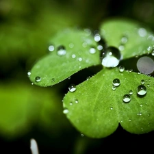 clover, drops, rain, leaves