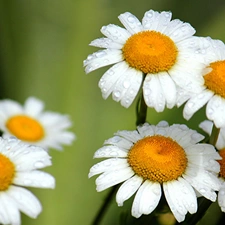 rain, camomiles, drops