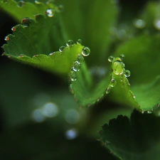 rain, Leaf, drops