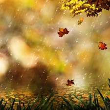 Rain, Leaf, grass