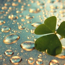 leaf, drops, rain, clover