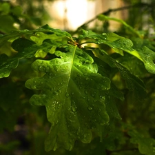 green ones, dewy, rain, Leaf