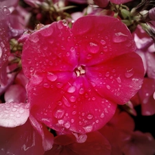 phlox, drops, rain, Pink