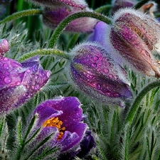 rain, Flowers, Po