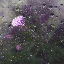 teasel, drops, rain, Glass