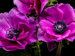 rapprochement, purple, Anemones