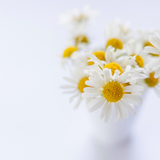 Flowers, rapprochement, blurry background, camomiles