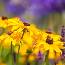 rapprochement, Flowers, Rudbeckia