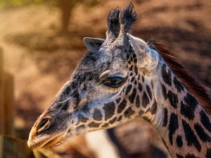 rapprochement, giraffe, Head