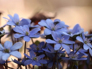 rapprochement, Blue, Liverworts