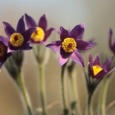 pasque, purple, Flowers, rapprochement