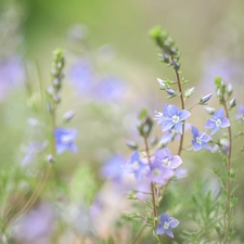 speedwell, Blue, Flowers, rapprochement