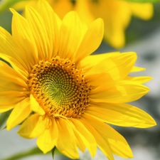 rapprochement, Yellow, Sunflower