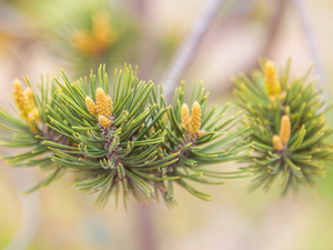 rapprochement, pine, Twigs