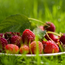 Green, plate, raspberries, grass