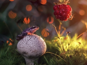 Mushrooms, raspberry, grass, strange frog