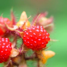 many, raspberry