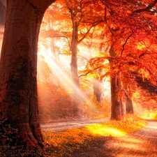trees, rays of the Sun, Alleys, viewes